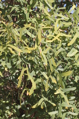 Erythrina vespertilio