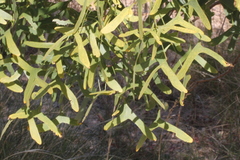 Erythrina vespertilio