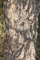 Erythrina vespertilio