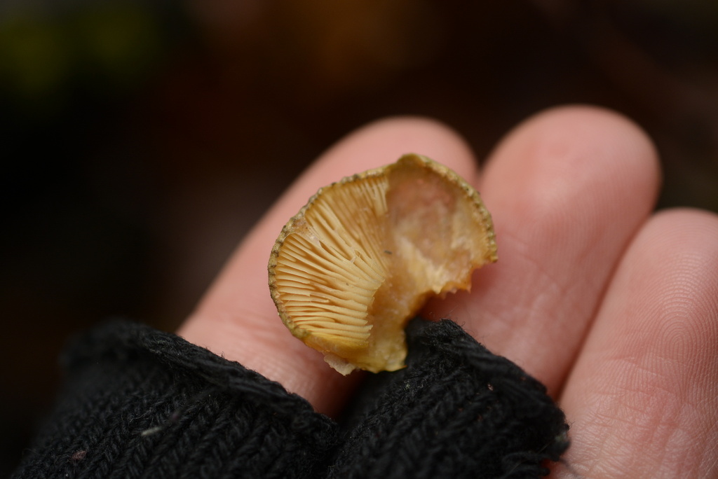 Sarcomyxa serotina · November 2025 · photo: © cryptomarasmius (iNaturalist, cc-by)