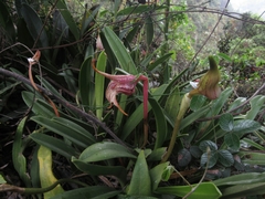 Masdevallia