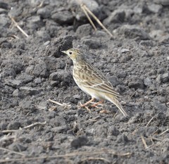 Anthus spragueii