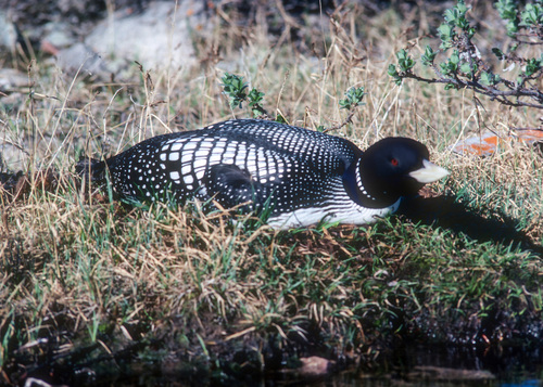 Yellow-billed Loon