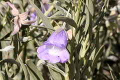 Eremophila bowmanii