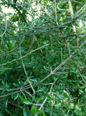 Coprosma propinqua propinqua