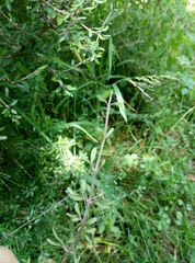 Coprosma propinqua propinqua
