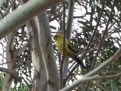 Polytelis anthopeplus