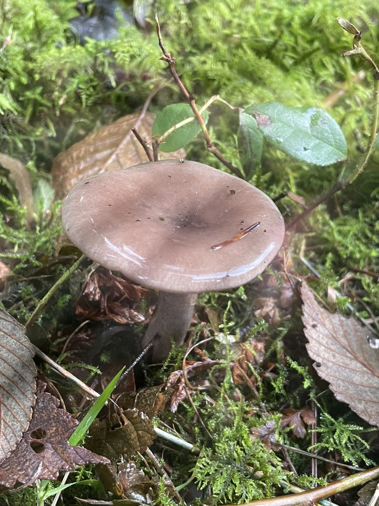 Lactarius pseudomucidus · November 2025 · photo: © green_soul_photography (iNaturalist, cc-by)