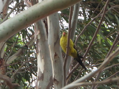 Polytelis anthopeplus