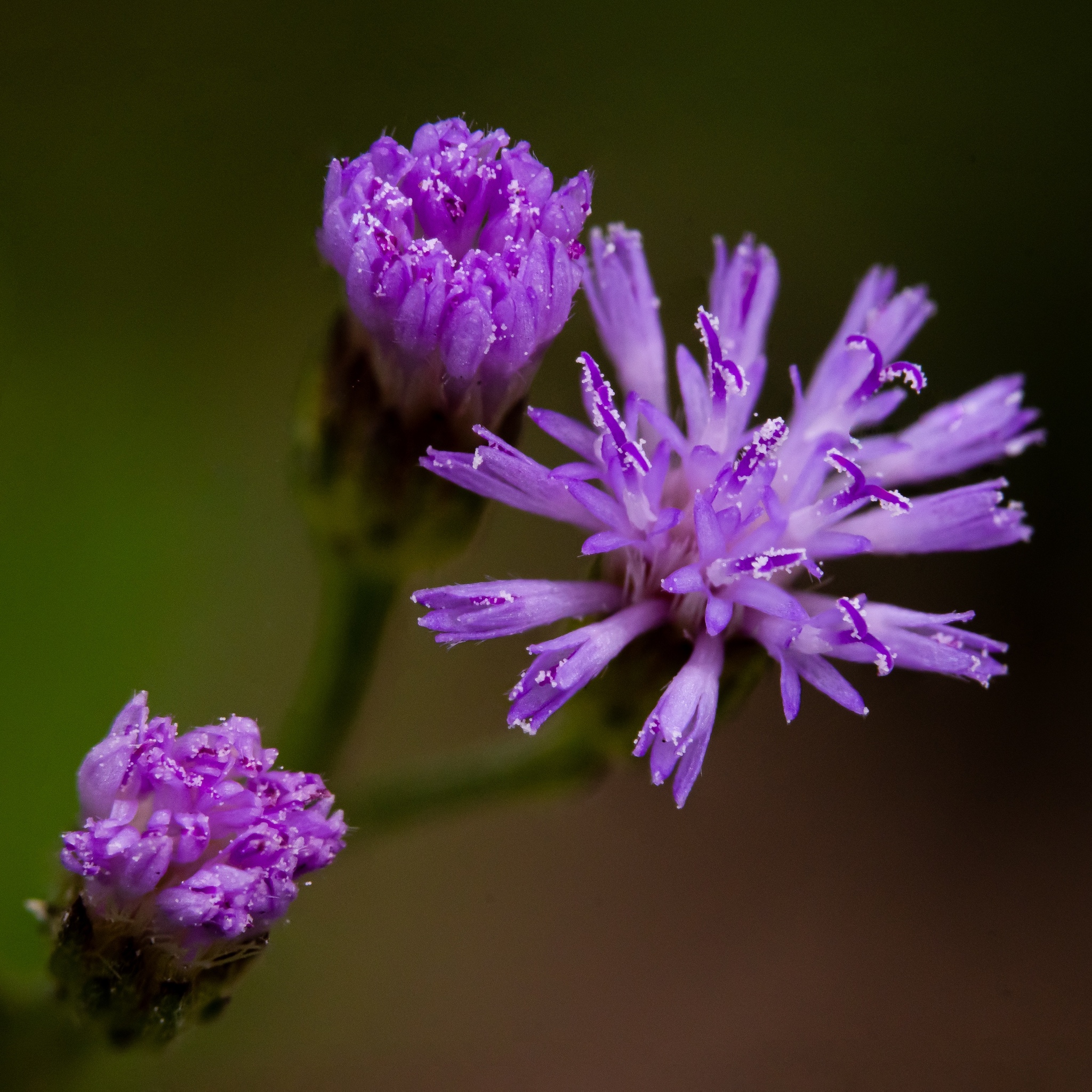 Cyanthillium