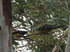 Polytelis anthopeplus