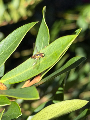 Unknown species found near Holly Tree Cir, Duncan, SC, US