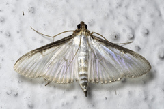 Cydalima