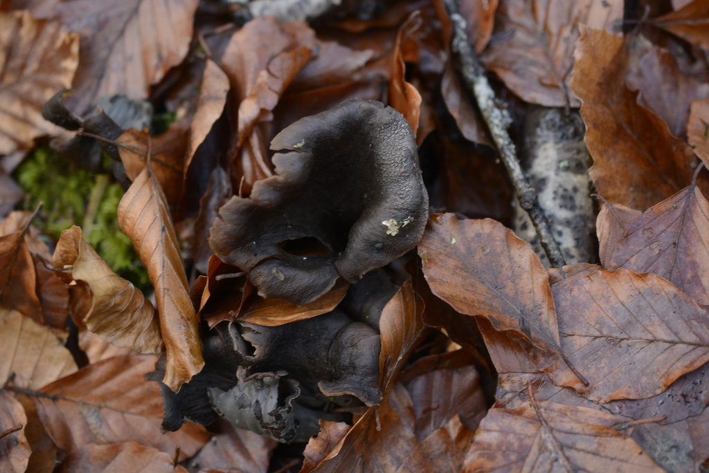 Craterellus cornucopioides · November 2025 · photo: © cryptomarasmius (iNaturalist, cc-by)
