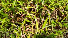 Ischaemum polystachyum