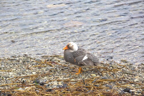 Falkland Steamer Duck (Tachyeres brachypterus), photo 4