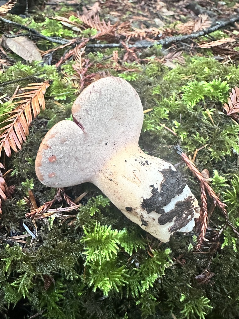 Fistulina hepatica