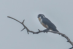 Microhierax fringillarius