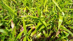 Ischaemum polystachyum