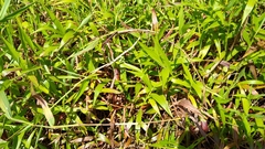 Ischaemum polystachyum