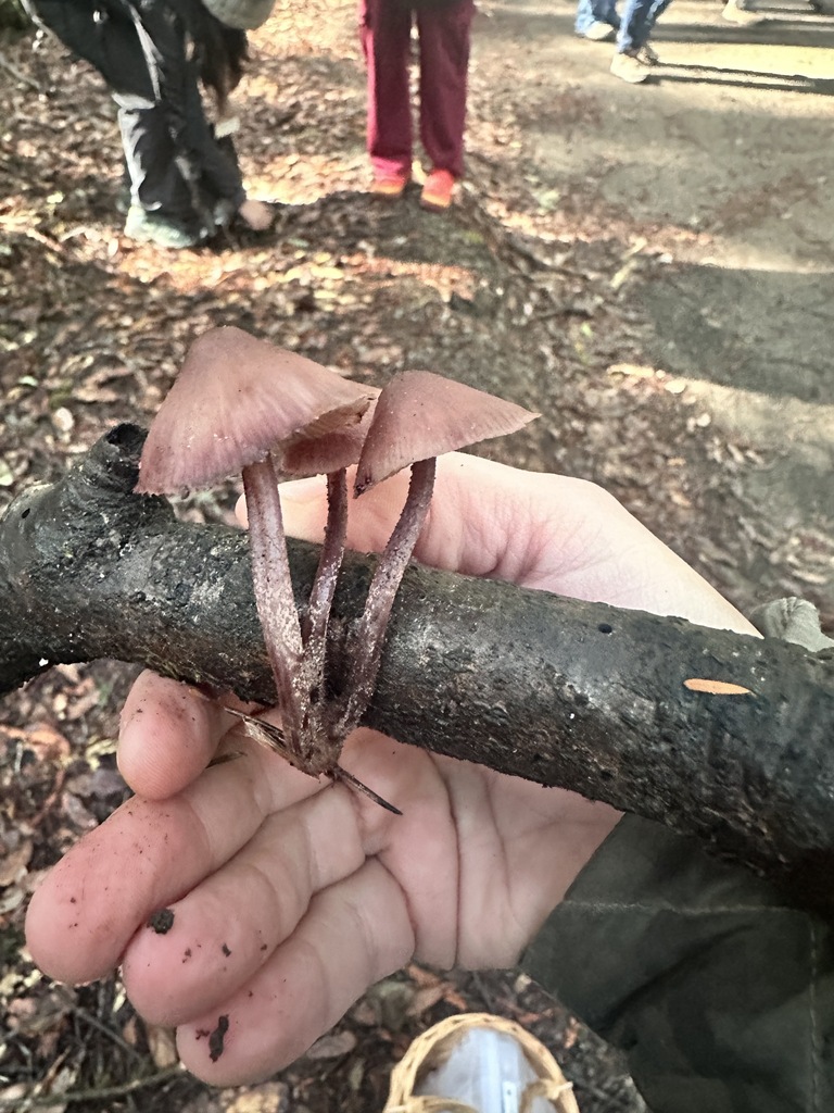Mycena haematopus · November 2025 · photo: © katrinamccollough (iNaturalist, cc0)
