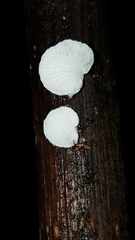 Clitopilus hobsonii