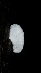 Clitopilus hobsonii