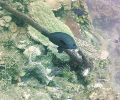 Hypoplectrus nigricans