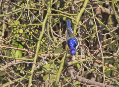 Anthreptes orientalis