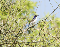 Anthreptes orientalis