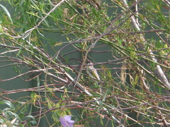 Purnella albifrons