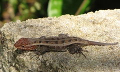 Sceloporus teapensis