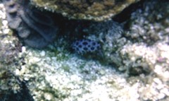 Ceratophyllidia papilligera image