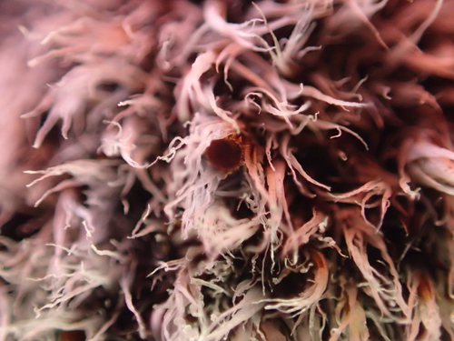 Grimmia plagiopodia, 2025-11-12