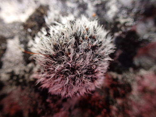 Grimmia plagiopodia