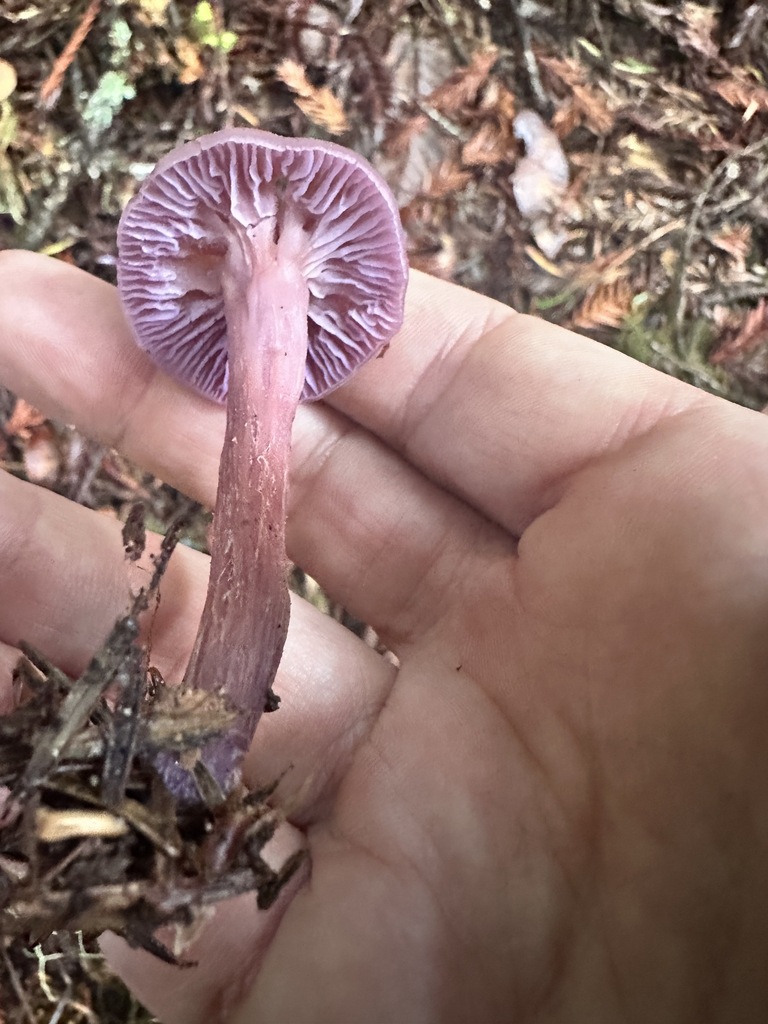 Laccaria amethysteo-occidentalis · November 2025 · photo: © katrinamccollough (iNaturalist, cc0)