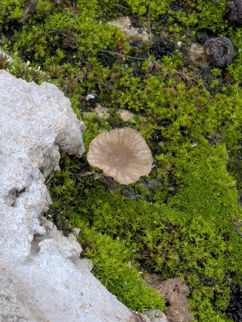 Arrhenia rickenii · November 2025 · photo: © pilmar (iNaturalist, cc0)