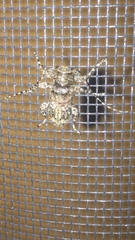 Oreodera brailovskyi