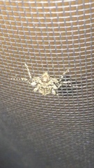 Oreodera brailovskyi