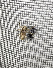 Oreodera brailovskyi