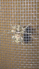 Oreodera brailovskyi