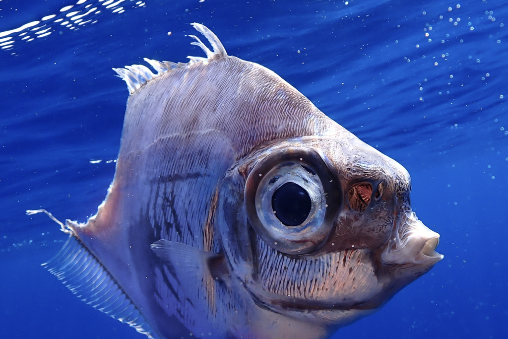 Thorny Tinselfish