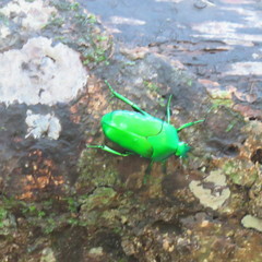 Ischiopsopha wallacei