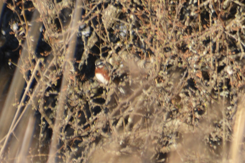 Black-and-chestnut Warbling Finch (Poospiza whitii), photo 5