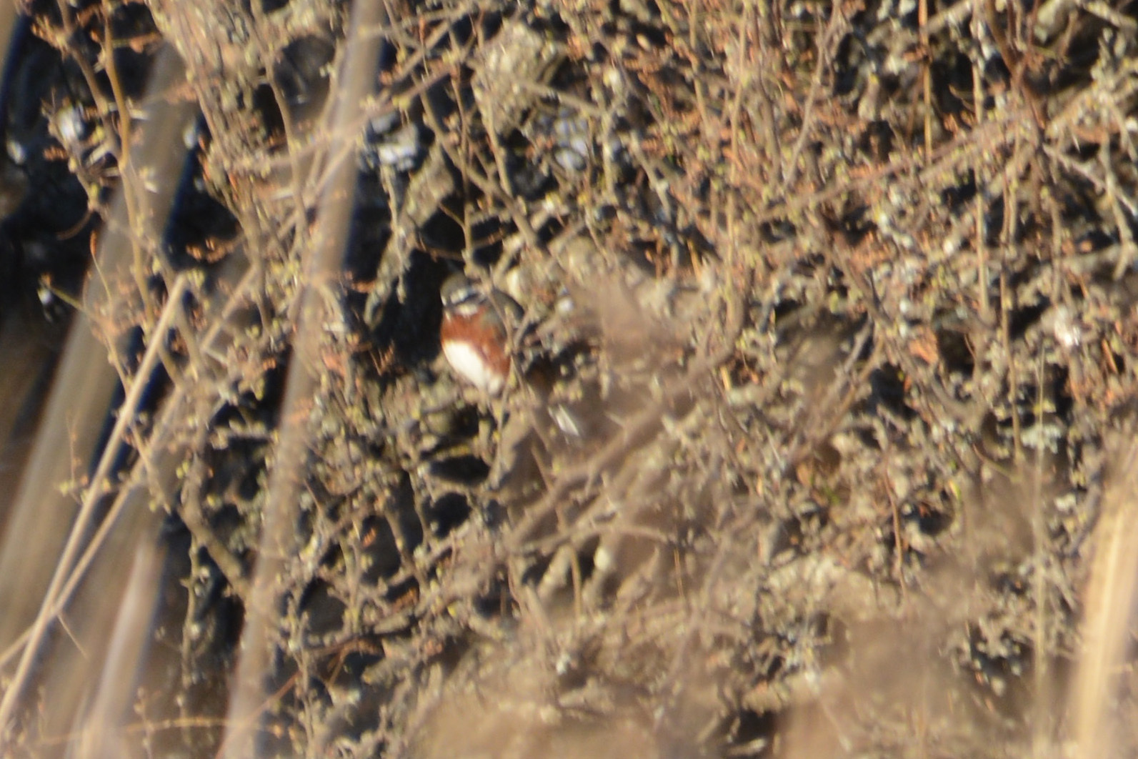 Black-and-chestnut Warbling Finch (Poospiza whitii), photo 8