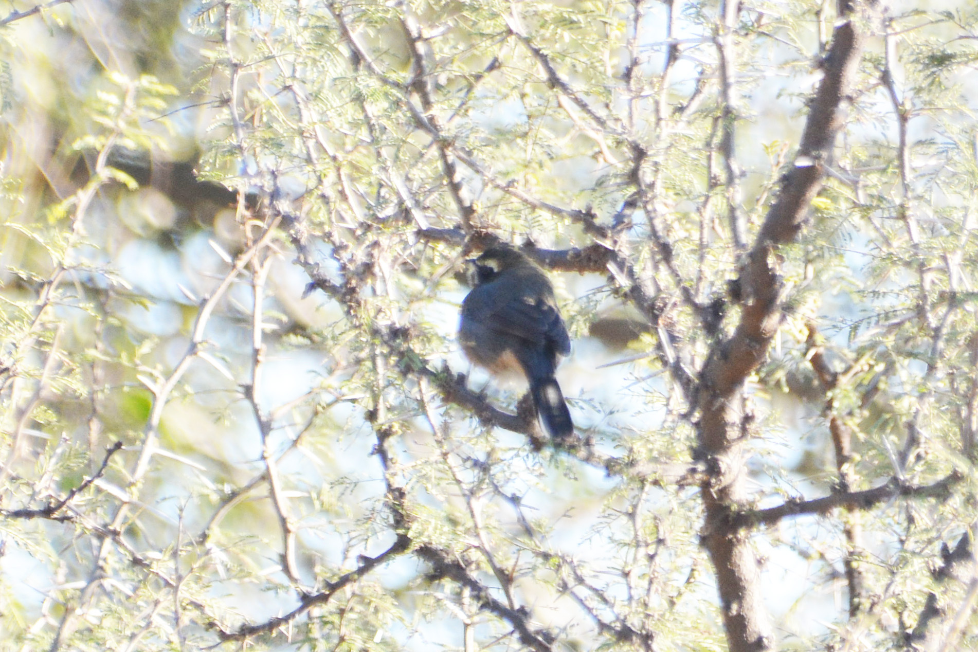 Black-and-chestnut Warbling Finch (Poospiza whitii), photo 7
