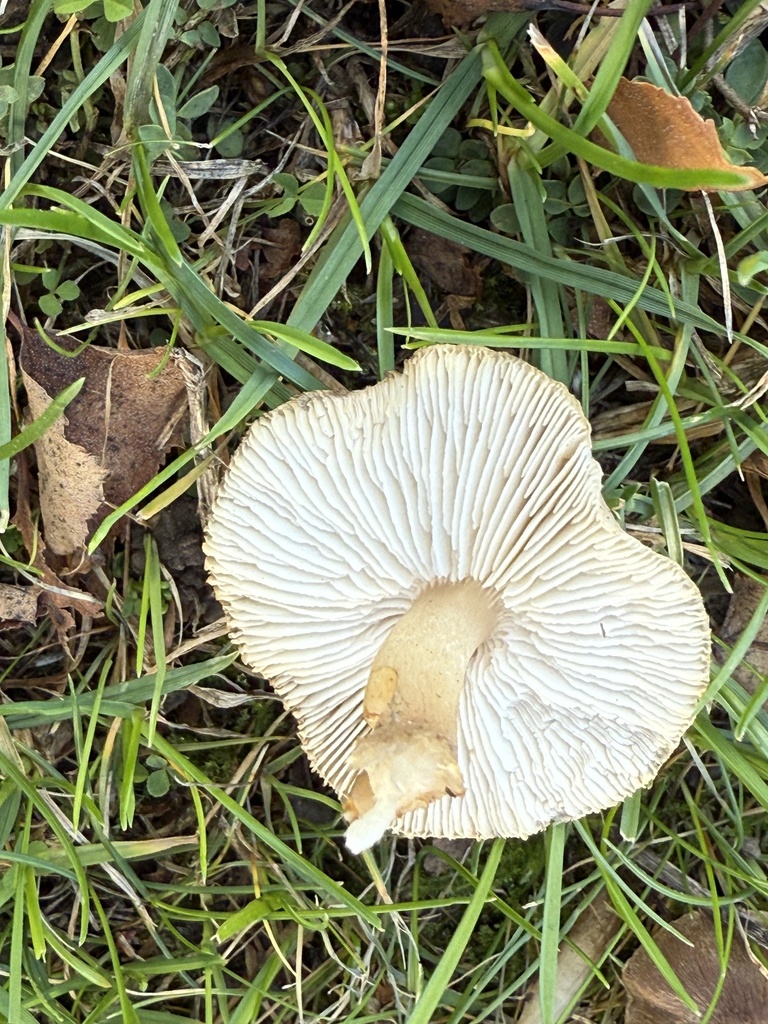 Tricholoma scalpturatum · November 2025 · photo: © cjoynson (iNaturalist, cc0)