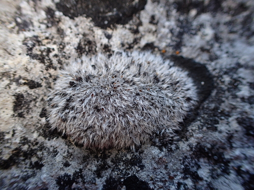 Grimmia plagiopodia, 2025-11-11