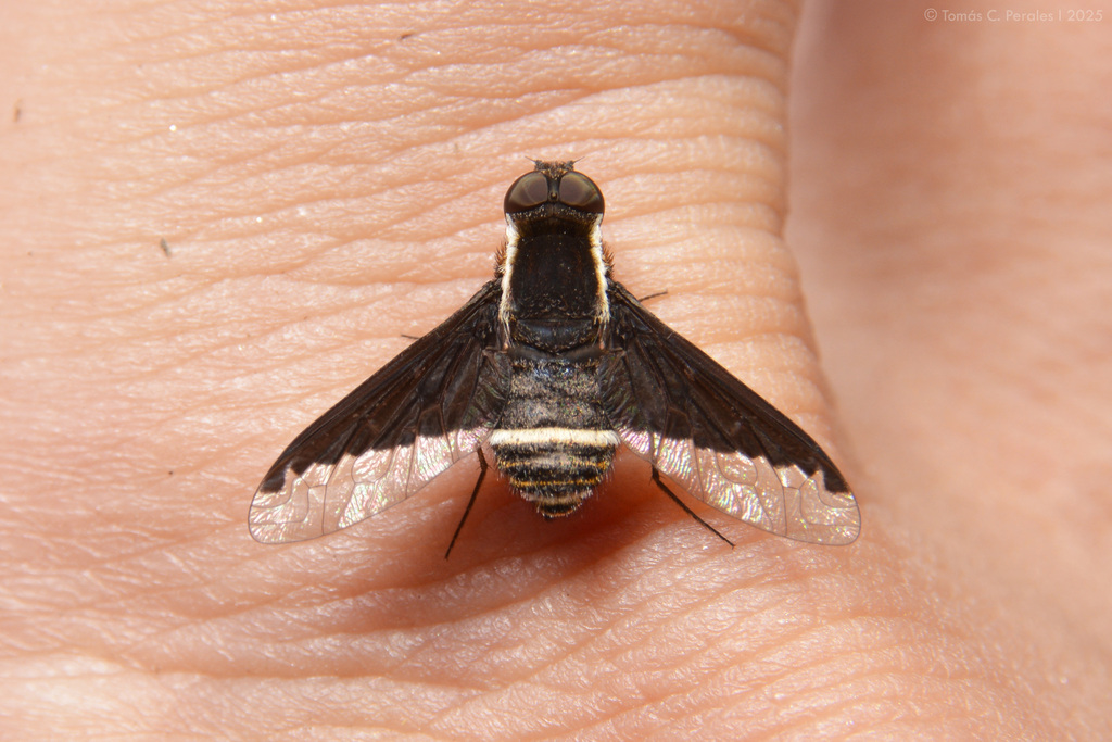Hemipenthes ditaenia