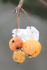 Robust Crabapple (Malus robusta)